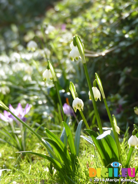 FZ003333 Spring snowflake (Leucojum vernum)